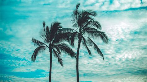 Cgi beach palms and sunset res: 4K Palm Trees Tops Sky Wallpaper - 3840x2160