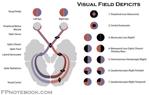 Lateral Geniculate Visual Field