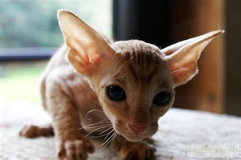 Najlepsze darmowe kolorowanki i malowanki dla dzieci. Kocięta peterbald « Peterbald « Koty « Archiwum :: Zoomia pl