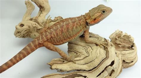 Translucent Bearded Dragon Morph A Full Guide To Their Genetics Care