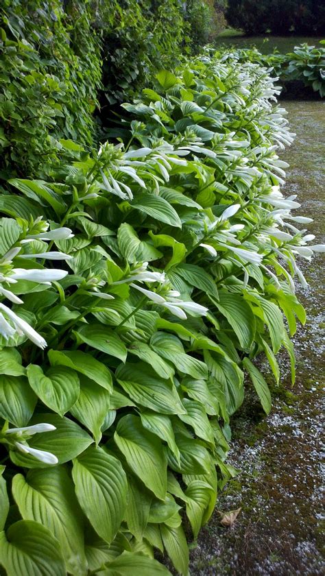 Hosta Plantaginea Aphrodite August Lily