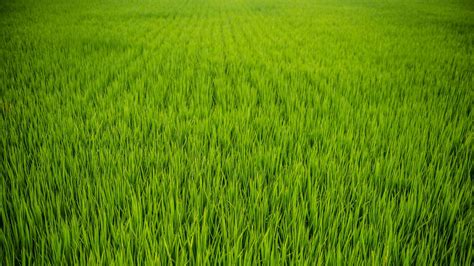 Download Wallpaper 1280x720 Grass Plant Field Green Hd Hdv 720p Hd Background