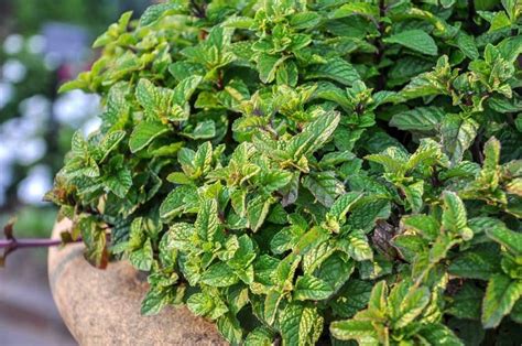 How To Grow Peppermint Plant Happy Diy Home