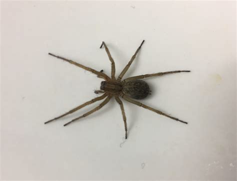 Eratigena Agrestis Hobo Spider In Great Falls Montana United States