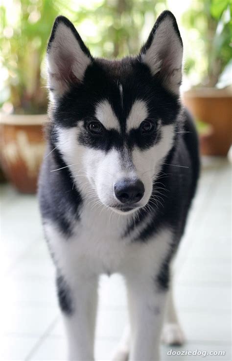 So anyone looking for a familiar dog breed can easily include this breed in their choice list. 40 Cute Siberian Husky Puppies Pictures - Tail and Fur