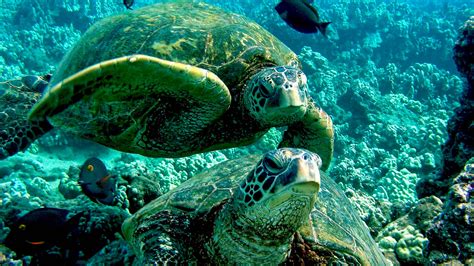 Best Snorkeling In Hawaii Big Island Maui And Oahu Expedia