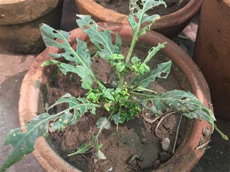 Native to sri lanka and india, these warm weather vegetables thrive outdoors in the summer vegetable garden. White insect attack on pepper plant - Gardening ...