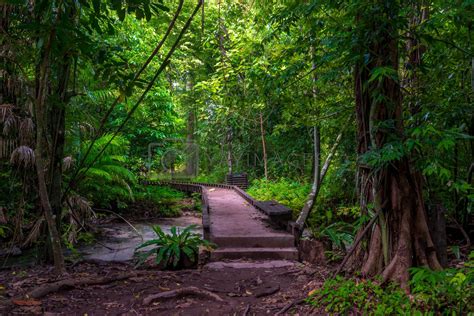 A Path In A Dense Tropical Forest In Krabi Thailand The Path By