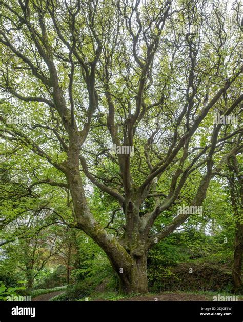 Twisted Beech Tree Fagus Sylvatica Hi Res Stock Photography And Images