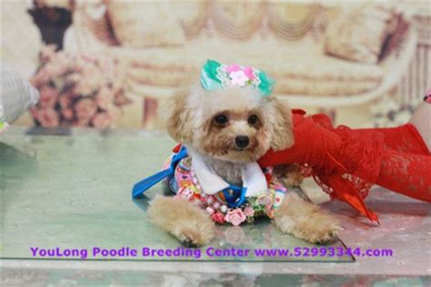 Adorable Teacup Poodles At Youlong Breeding Center
