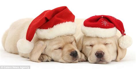 Christmas puppy adorable christmas puppies, cute christmas puppies, animal dog christmas christmas puppy christmas presents labs puppies gods cachorros. The cute Christmas pictures that will melt even the coldest heart: Adorable snaps of