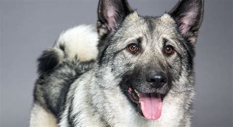 Everything About Your Norwegian Elkhound Luv My Dogs