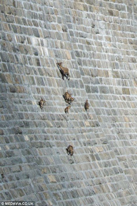 Gravity Defying Goats Climbing A Dam Wall