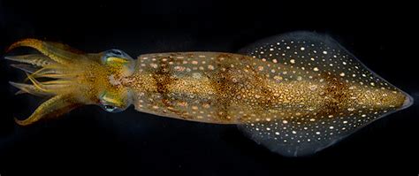 Male Squids Kick Ass At Touch Of Female Pheromone Wired