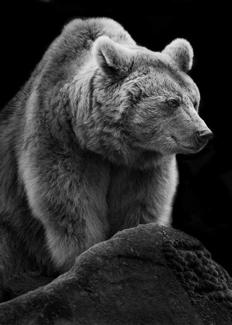 Homepage Of Wolf Ademeit Photographer Animals Brown Bear Animals