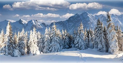 Wallpaper Trees Landscape Nature Snow Winter Alps Fir Ridge
