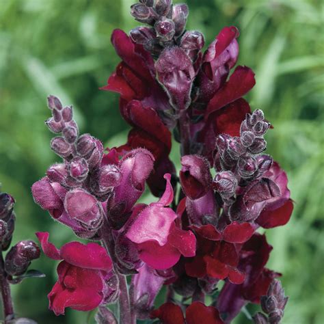 Parkseed.com is a terrific site if you're interested in growing flowers, fruits and vegetables. Black Prince Snapdragon Seeds from Park Seed in 2020 ...
