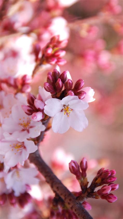 46 Cherry Blossom Wallpaper For Iphone On Wallpapersafari