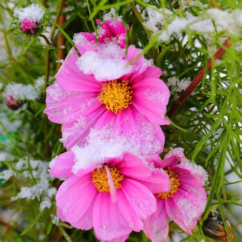 Snow On Pink Blooming Flower Fall Season Nature Details Stock Photo