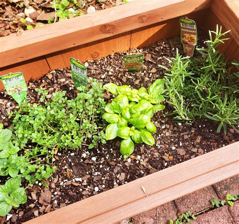 How To Start An Outdoor Herb Garden Beautiful Eats And Things