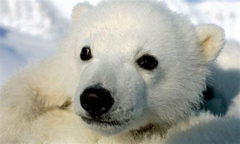 Polar Bear Cub Photos Wwf