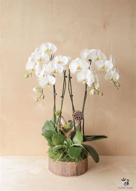 Scandinavia Orchid Arrangements Orchid Arrangements Scandinavian