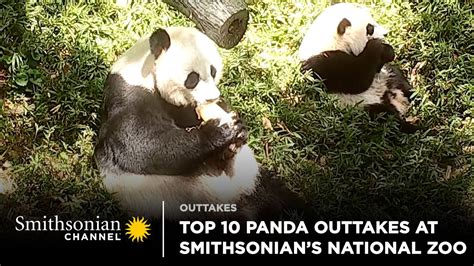 Top 10 Panda Cam Outtakes At Smithsonians National Zoo 🐼 Smithsonian
