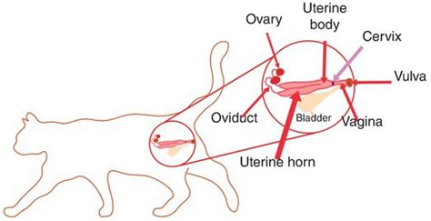 Male Cat Reproductive System