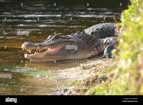 Alligator On The Shore Of The Lake Lies Near The Water With An Open