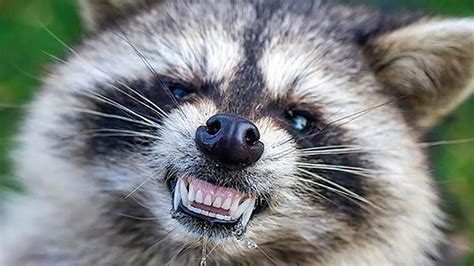 Raccoon Attacks People Charges At Police In Maywood New Jersey