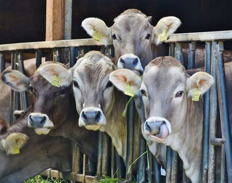 Most of the dairy farm shed designs do not give special consideration to pregnant cows leela of motherly love… spread the vedic care for pregnant cows & calves. "How Farm Animals Contribute to the Spread of Drug ...