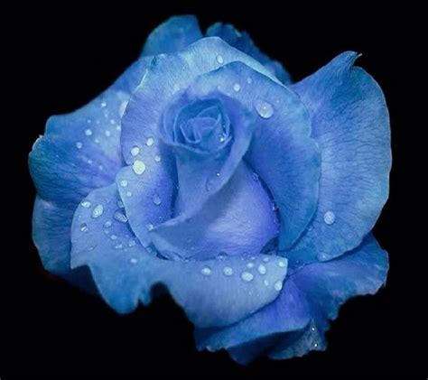 Blue Rose Beautiful Roses Rose Amazing Flowers