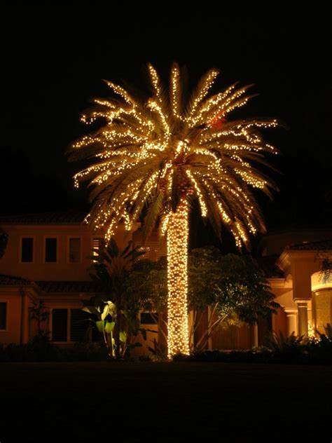 We love a well lit christmas palm and this one is especially beautiful. Christmas Palm Trees - Phillip's Natural World