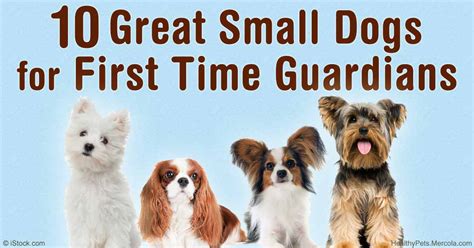 10 Great Small Dog Breeds For First Time Owners