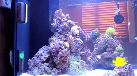 50 Gallon Reef Cube Youtube