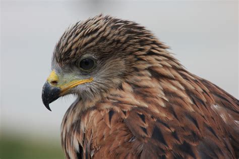 free images wing wildlife beak eagle hawk fauna bird of prey close up vertebrate