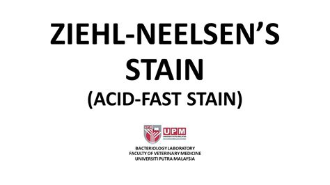 Ziehl Neelsen Stain Acid Fast Stain Principle Procedure And Interpretation YouTube