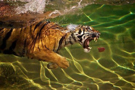 Tigre Nadando Animales Salvajes National Geographic Animales