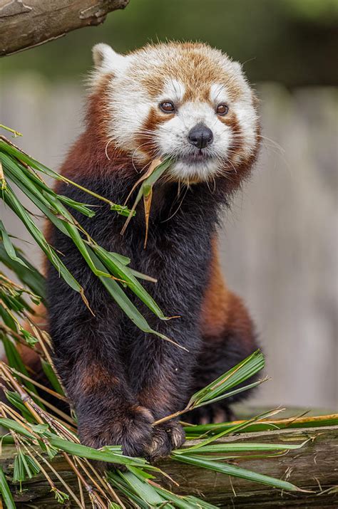 Portrait Of A Red Panda Photograph By Greg Nyquist