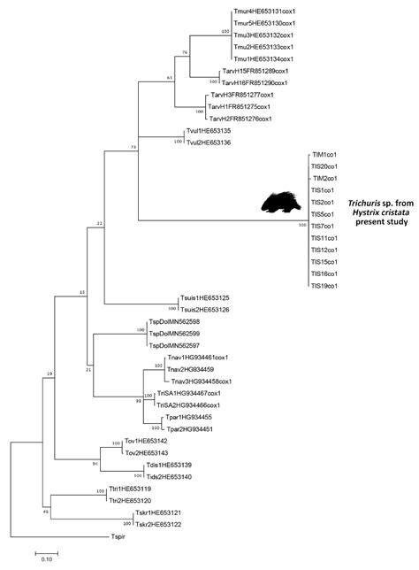 Diversity Free Full Text Morphological And Molecular