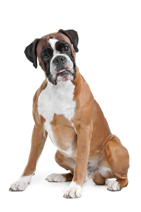 Breed Of The Week Boxer Paws Playgrounds