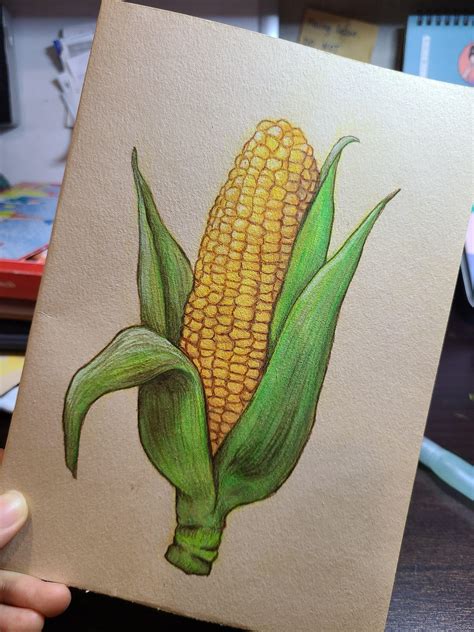 Corn Watercolour And Pencil Rdrawing