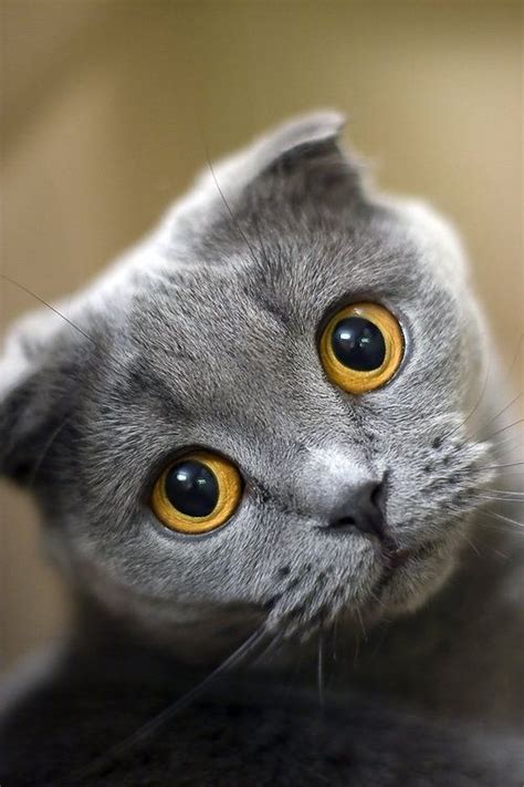 81 Best Smooshy Faced Cats Images On Pinterest Persian