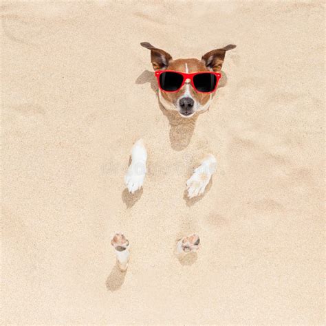 Dog Buried In Sand Stock Photo Image Of Embed Holiday 54849732