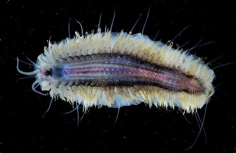 Polychaete Marine Worm Photograph By British Antarctic Surveyscience