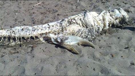 Mother Nature Network — Mysterious Dead Creature Washes Ashore In Spain