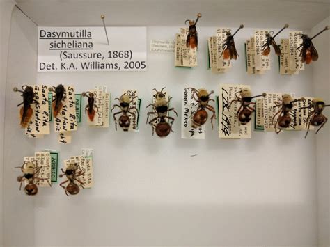 Entomological Collections Network On Twitter Naturalhistory