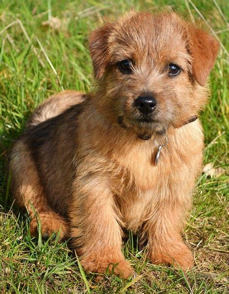 Unlike the norwich terrier, the norfolk is slightly longer than it is tall. Toosey Norfolk Terrier | Norfolk terrier, Norfolk terrier ...