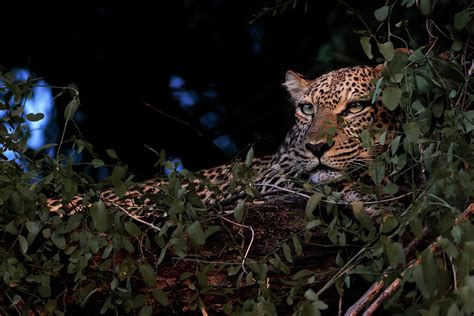 Beautiful Leopard On A Tree In The Evening Samburu Kenya Photograph