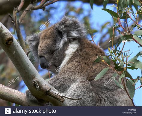 Sleeping In Eucalyptus Tree Hi Res Stock Photography And Images Alamy